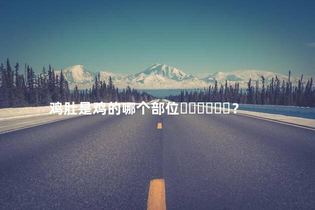 鸡肚是鸡的哪个部位？